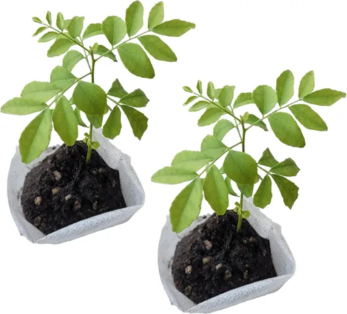 Miniatura 20 de Hoja de laurel mediterránea, planta viva de laurel de laurel. Variedad estándar - Laurus Nobilis. Planta viva. Fragante, fresca, comestible. Lo