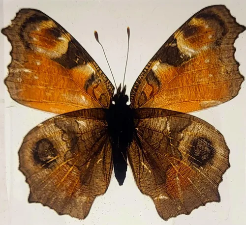 Miniatura 32 de Mariposa Bluebottle real de 2.9 pulgadas en resina de Lucite transparente, grafio, sarpedón, colección de manualidades para biología, ciencias