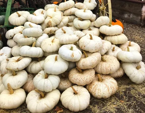 Miniatura 8 de TomorrowSeeds - Semillas de calabaza boer blancas planas - Paquete de más de 10 unidades - Apilables Cenicienta acanaladas de jabalí de otoño Casper