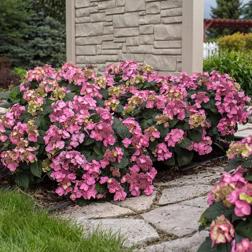 Miniatura 5 de Blooming & Beautiful - Pop Star Bigleaf Hydrangea - 3 gal - Hortensias de verano sin fin - Rebloomer pesado compacto - Flores azules rosadas - Zonas