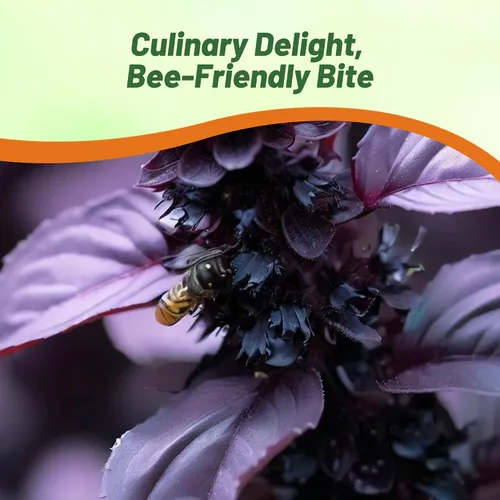 Miniatura 5 de Outsidepride Semillas de albahaca de ópalo oscuro, 1000 piezas anuales de semillas de hierba de albahaca morada, sin OMG, ideales para jardines