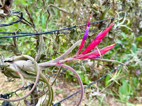Miniatura 9 de ragnaroc Air Plants - Tillandsia Caput Medusae Floreciente, Grande 5-7" - 1ct - Llegada Viva Garantizada - Plantas de Casa para Decoración del Hogar