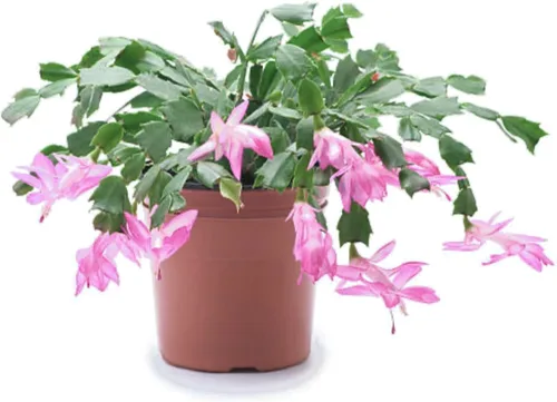Miniatura 15 de Planta viva de cactus de Navidad blanca de 4 pulgadas. Fácil de cultivar y cuidar, csctus navideño. Blanco