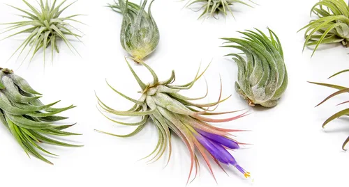 Miniatura 2 de Air Plant Shop Paquete de 12 plantas de aire Ionantha surtidas - Venta al por mayor y a granel - Suculentas - Tillandsia viva - Plantas de casa