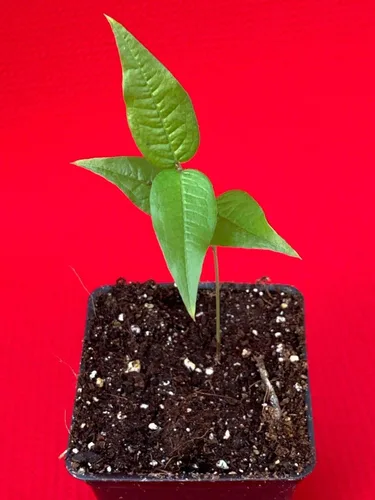 Miniatura 9 de Planta de maceta de árbol frutal de uva brasileña de hoja grande Plinia Aureana de Jaboticaba blanca