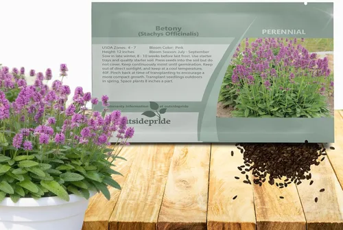 Outsidepride Stachys Betony - Semillas de oreja de cordero – 500 semillas de flores perennes para plantar follaje verde con textura aterciopelada y