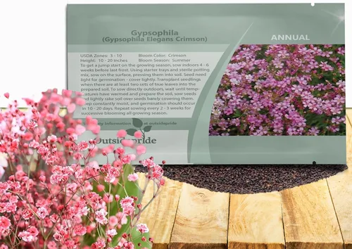 Miniatura 9 de Outsidepride Gypsophila White Baby - Semillas de aliento de bebé – 1/4 lb. Semillas de flores silvestres resistentes anuales, fáciles de cultivar