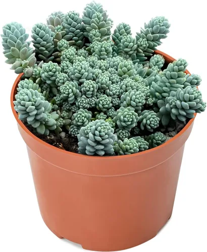 Miniatura 3 de Suculenta Bluebean de 4 pulgadas, Plantas Suculentas Vivas Totalmente Enraizadas en Macetas con Tierra, Plantas de Casa de Fácil Cuidado
