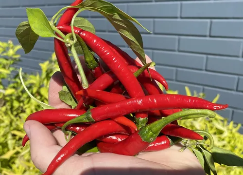 Miniatura 2 de Szechwan Chile Plant Sichuan Chili Szechuan Heirloom Oriental Cuisine Pepper Semillas premium para plantar paquete