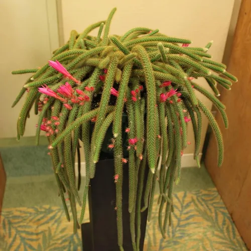 Miniatura 9 de Aporocactus Flagelliformis - Aporocactus Flagelliformis de 4 pulgadas con cola de rata rara planta viva, fácil de cultivar en interiores y RatTail
