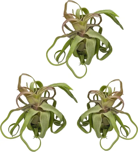 ragnaroc Plantas de aire vivo – Tillandsia Streptophylla Grande – 3 unidades 3-5 pulgadas – Ideal para regalos y regalos, plantas de interior vivas