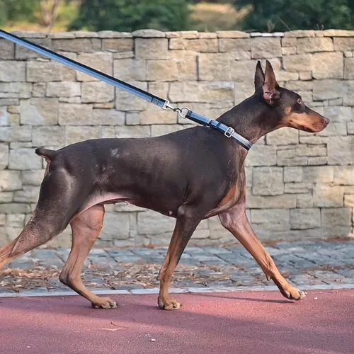 Miniatura 6 de Martingale - Juego de collar y correa para perro, para caminar, jugar, entrenar, collares reflectantes ajustables con correa para perros pequeños