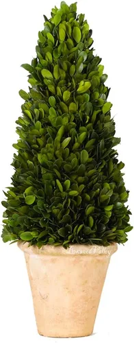 Miniatura 7 de Esfera decorativa de boj preservada, hojas de boj reales, plantas verdes, decoración del hogar para Navidad, Día de Acción de Gracias, regalos que
