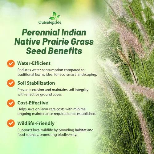 Miniatura 3 de Outsidepride Semilla de hierba nativa india – 5 libras. Semilla de hierba de pradera perenne, de bajo mantenimiento, tolerante a la sequía