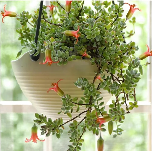 Cotyledon Pendens - Planta viva suculenta en maceta, planta de casa rara para decoración del hogar y la oficina, cultivo en interiores y exteriores,