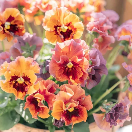 300 semillas de flores Viola Pansy Chianti para plantar, flores de color borgoña profundo, resistentes al frío y floración larga, perfectas para