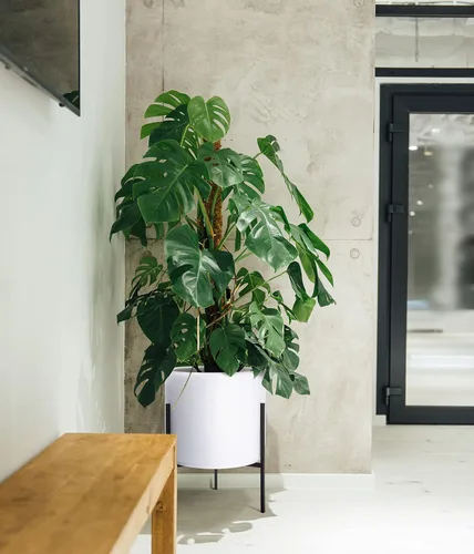 Miniatura 8 de Macetero moderno con soporte de metal de 8, 10, 12 y 14 pulgadas, para plantas