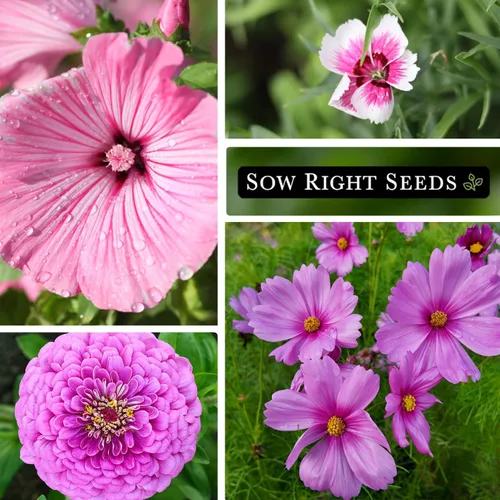 Miniatura 4 de Sow Right Seeds - Colección de semillas de flores rosas para plantar - Paquetes de reliquia sin OMG con instrucciones - Maravillosas flores rosadas