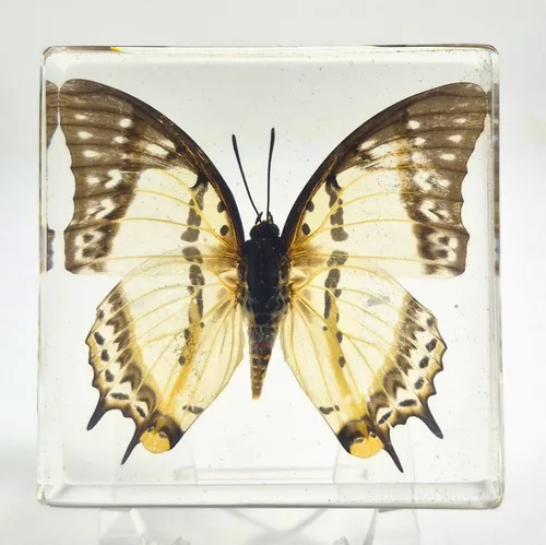 Miniatura 11 de Mariposa Bluebottle real de 2.9 pulgadas en resina de Lucite transparente, grafio, sarpedón, colección de manualidades para biología, ciencias