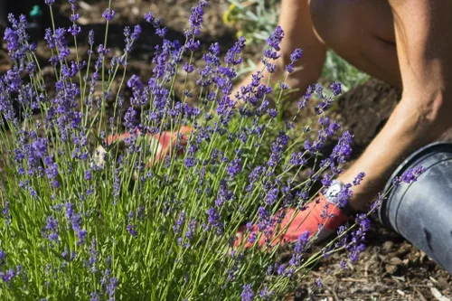 Miniatura 2 de Gardenera Suelo para macetas de lavanda - Apoya la resistencia y el crecimiento de tus plantas - 5 cuartos de galón