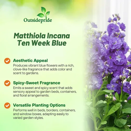 Miniatura 3 de Outsidepride Ten Week Blue Mattiola Stock Seeds – 1000 semillas anuales de flores para plantar con flores fragantes que atraen a los polinizadores
