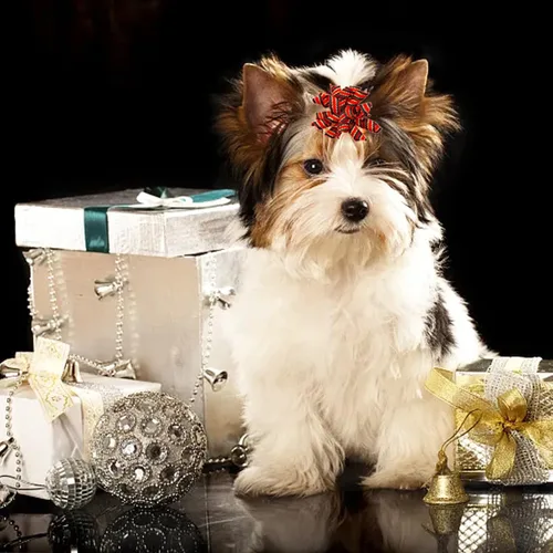 Miniatura 6 de PET SHOW 20 unidades/10 pares de moños rizados para el pelo de perros con bandas de goma para perros pequeños y medianos, en espiral