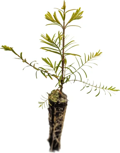 Miniatura 2 de Redwood Dawn Plántula de árbol pequeño The Jonsteen Company