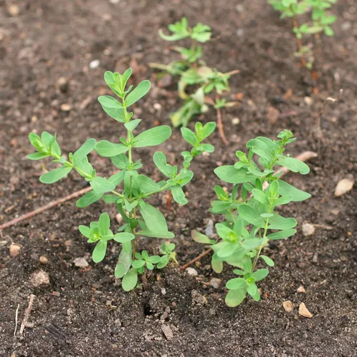 Miniatura 7 de Seed Needs Semillas de hierba de St. Johns para plantar, semillas de hierbas medicinales sin OMG y sin tratar para plantar un jardín cultivado