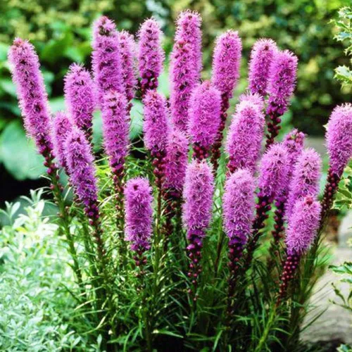 Miniatura 4 de Semillas Pink Blazing Star/Liatris/Flores perennes