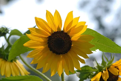 Miniatura 2 de Girasol, aceite negro, 100 semillas por paquete, recién cosechadas, 5-6 pies de altura, flores gigantes con centros negros, un clásico girasol dorado