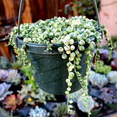 Miniatura 4 de Cadena de perlas abigarradas planta viva, enredadera suculenta arrastrada, planta de interior viva rara en maceta