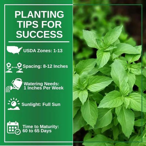 Miniatura 6 de TKE Farms & Gardens - Semillas de albahaca tailandesa para plantar, más de 500 semillas de reliquia sin OMG, hierba fácil de cultivar, jardinería