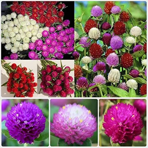 Más de 1000 semillas de amaranto globo para plantar, semillas de flores de gomphrena de amaranto, pompones, sin OMG, semillas de plantas
