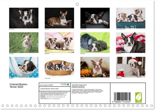 Miniatura 2 de Boston Terrier de colores 2022 (calendario mensual de pared 2024 11.7 x 16.5 pulgadas (abierto), calendario de 14 meses CALVENDO
