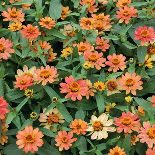 Miniatura 37 de Eden Brothers - Semillas de zinnia, cactus con flores, sin OMG, plantar en primavera, paquete, flores de bajo mantenimiento, zonas 3, 4, 5, 6, 7, 8