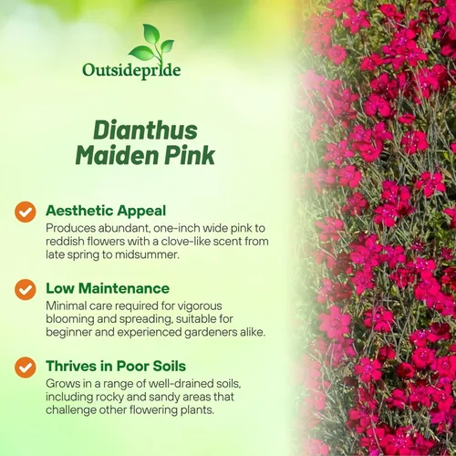 Miniatura 3 de Outsidepride Deltoides Maiden - Semillas de Dianthus rosa para plantar, 5000 unidades, semillas de flores perennes resistentes y fáciles de cultivar