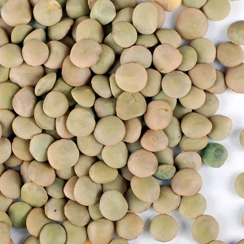 Miniatura 2 de Semilla de germinación de lentejas verdes secas orgánicas: 2.5 lb - Lentejas secas para plantar semillas de jardín, sopa, cocinar o ensalada