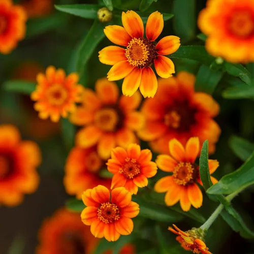 Miniatura 33 de Eden Brothers - Semillas de zinnia, cactus con flores, sin OMG, plantar en primavera, paquete, flores de bajo mantenimiento, zonas 3, 4, 5, 6, 7, 8