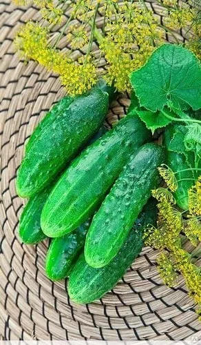 Miniatura 9 de Semillas de pepino autopolinizador de interior Firm Secret F1 Hybrid Vegetal para plantar sin OMG - Tiempo de cosecha 55 días