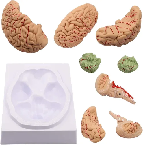 Miniatura 3 de Modelo de cerebro humano de anatomía 1:1 Modelo de cerebro anatómico Tamaño de la vida 8 piezas Modelo de anatomía para exhibición de enseñanza