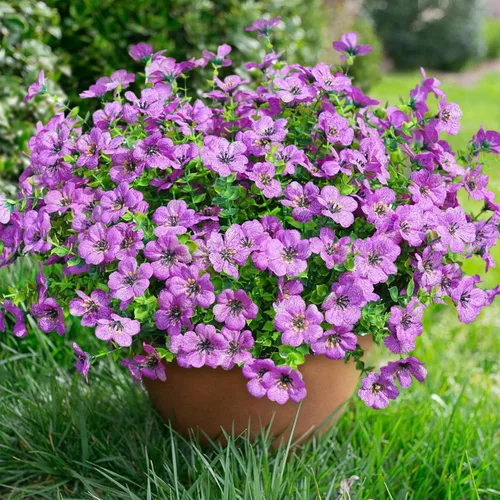 Miniatura 16 de florisso Plantas Artificiales Falsas Flores para Decoración Exterior, 12 Paquetes Margarita de Seda Sintética con Aspecto Real Resistente a UV