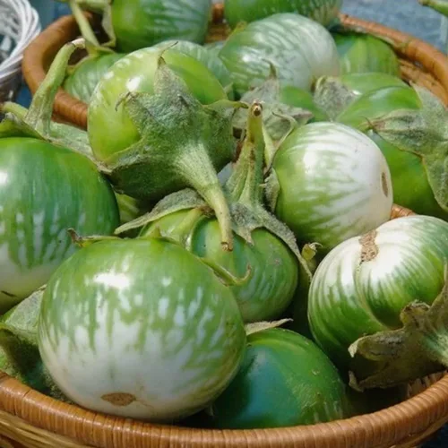Miniatura 3 de Semillas redondas de berenjena verde tailandesa Solanum Melongena Semilla de berenjena asiática