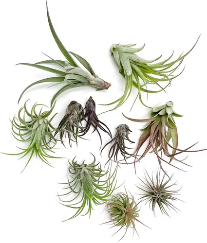 Miniatura 9 de ragnaroc Air Plants - Caja de Regalo Elsker - Grande 4" - 5ct - Llegada Viva Garantizada - Plantas de interior para decoración del hogar y regalo