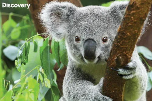 Prime 3D | Discovery | Koala | Rompecabezas 3D de 150 piezas para niños | Tamaño acabado de 18 x 12 pulgadas | Desafiante y divertido para niños y