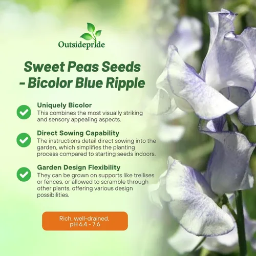 Miniatura 9 de Outsidepride Semillas de guisantes dulces bicolor Blue Ripple – 100 piezas anuales, fáciles de cultivar, semillas de vid para plantar flores