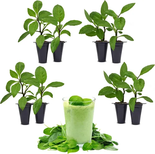 Miniatura 4 de Longevity - Planta de espinacas (paquete de 4) Planta vegetal viva real a la venta Superalimento rico en nutrientes Planta viva fácil