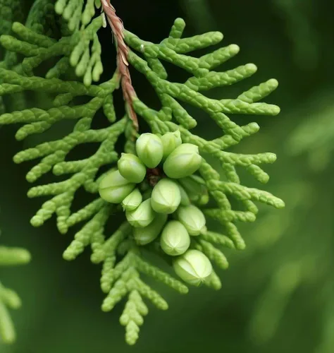 Miniatura 5 de Thuja orientalis (Oriental Arborvitae, Platycladus orientalis, Thuja acuta, Biota orientalis) Semillas de árboles, forma atractiva y follaje