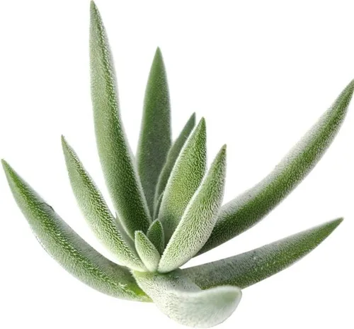 Miniatura 5 de Caja de suculentas Colección única de suculentas de Crassula vivas, fáciles de cultivar, planta de interior para el hogar, totalmente enraizadas