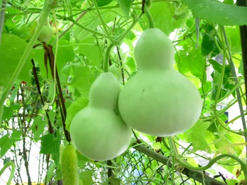 Liliana's Garden - Semillas de calabaza "Calabash", cesta grande y botella grande para manualidades, utilidad o decoración, nunca transgénicos,