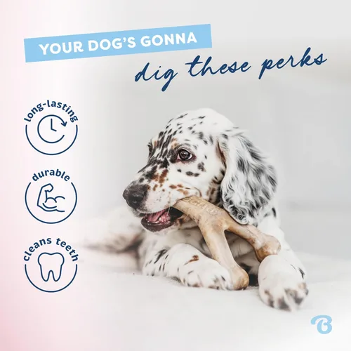 Miniatura 3 de Benebone Juguete para masticar de hueso en forma de espoleta para perros cachorros, sabor a tocino real, fabricado en Estados Unidos, mediano